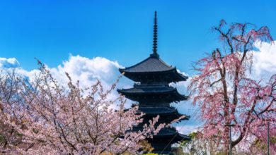 Traditional Japanese temple surrounded by cherry blossoms in Kyoto