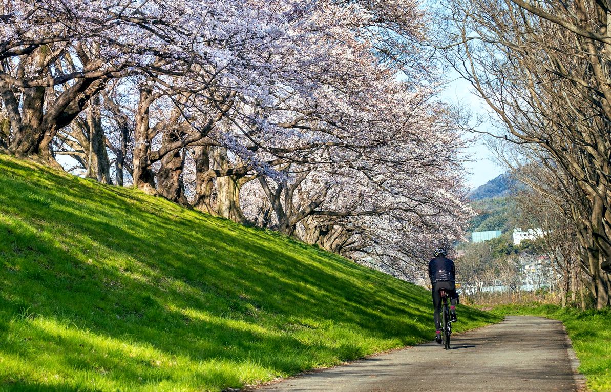 Blooming cherry blossom trees in Kyoto during spring